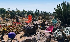 Colourful garden furniture in landscape with large flowering cacti