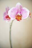Bicolour orchid flowers on stem