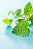 Lemon balm