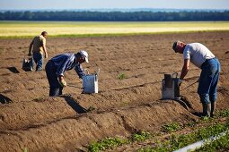 Harvesting an asparagus field