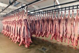 Sides of pork in cold storage at a slaughterhouse