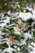 Two glittery, gold metal stars balanced on snowy fir branches