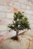 Bonsai Bäumchen in künstlerischem Gefäss