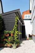 Potted plants on gravel floor against end of wooden outbuilding