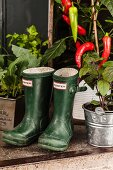 Gummistiefel zwischen Gemüsepflanzen in Töpfen auf Balkon