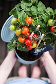 Woman holding tomato plant planted in large tin can
