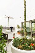 Tree trunk emerging from large, white planter, seating area with modern outdoor chairs and man leaning on railing of terrace of contemporary penthouse