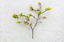 Oak twig with young leaves on pale surface