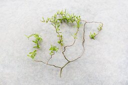 Contorted willow twig with young leaves