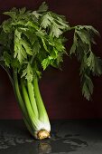 Celery against a dark wall