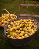 Freshly picked quinces in a basket and a zinc tub