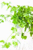 Fresh, flat leaf parsley in a glass of water