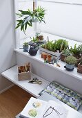 A mini herb garden on a white window sill with gardening utensils on a folding bench in front of it