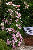 Rosa blühende Clematis und Rosen neben romantischer Gartenbank