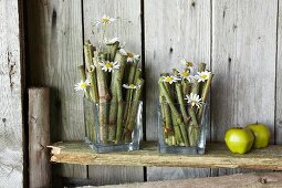 Japanese knotweed stems and ox-eye daisies in square glass vases