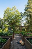 Gemüse-Hochbeete mit Holzeinfassung in spätsommerlichem Garten