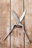 Poultry scissors on a wooden surface