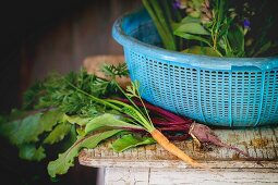 Young vegetables and herbs on an old wooden table