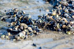 Muscheln im Watt, Sylt