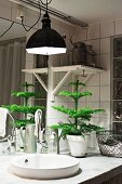 Industrial lamp above small fir tree on washstand