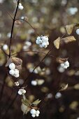 Zweige mit Schneebeeren