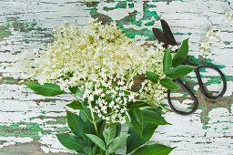 Elderflowers and a pair of scissors on a wooden table