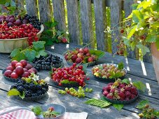 Variety of berries in small cake tins: blackberries, raspberries, redcurrants, blackcurrants and red and green gooseberries