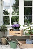 Plant in wooden crated in front of lattice window on terrace