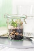 Sempervivum and sedum on layers of soil and pebbles in terrarium made from preserving jar