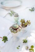 Sempervivum, Crassula und ein kleiner Kaktus als Tischdeko in alten Eierbechern