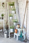 Plants in zinc pots on stepladder and gardening utensils in vintage interior