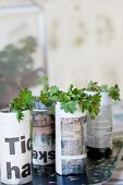Young plants in newspaper pots on tray