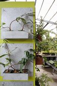 Plants in metal planters mounted on green panel in conservatory