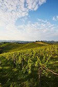 A vineyard in Southern Styria, Austria