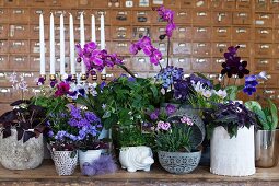 Arrangement of various potted plants flowering in shades of purple and pink