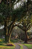 Gepflasterter Weg mit Grünstreifen in Gartenanlage mit alten knorrigen Bäumen