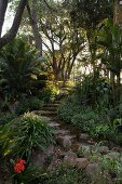 Stone steps in tropical garden with Japanese sago palm (Cycas revoluta)