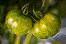Two green tiger tomatoes hanging on the vine