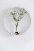 Fir tree seedling in glass vase in white wicker basket hung on wall