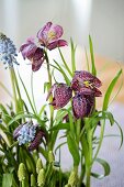 Snake's head fritillaries and grape hyacinths