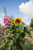 Blühende Sonnenblumen und rosafarbene Stockrose vor Lattenzaun