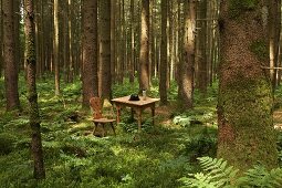 Simple, rustic, wooden table and chairs in woodland clearing