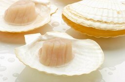 Scallops