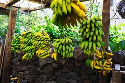 Aufgehängte Bananenstauden in Madeira (Portugal)