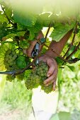 Grape harvest at the Franzen Vineyard, Bremm, Rhineland Palatinate, Germany (grape type pinot blanc)