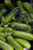 Fresh pickling cucumbers in salt water with dill flowers (preparation for making gherkins)