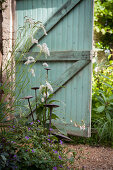 Plant supports amongst flowering plants in front of turquoise wooden gate in garden