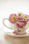 Gänseblümchen in einer Tasse mit Blumenmuster