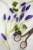 Grape hyacinths and vintage scissors on table