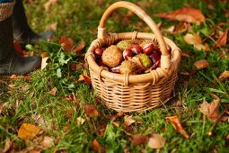 Kleiner Korb mit gesammelten Kastanien auf Gras mit Herbstlaub